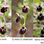 Ophrys morisi x Ophrys chestermanii