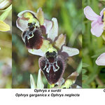 Ophrys garganica x Ophrys neglecta