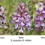 Orchis purpurea x Orchis militaris