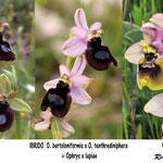 Ophrys neglecta x Ophrys bertoloniformis