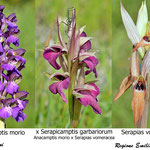 Anacamptis morio x Serapias vomeracea                                Regione Emilia Romagna