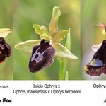 Ophrys majellensis x Ophrys bertoloni