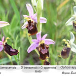 Ophrys benacensis x Ophrys appennina