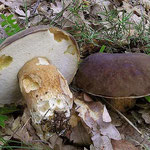 Boletus aereus Bulliard (COMMESTIBILE) Foto Emilio Pini