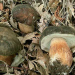 Boletus aereus Bulliard (COMMESTIBILE) Foto Emilio Pini