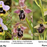 Ophrys neglecta  x Ophrys incubacea