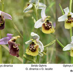 Ophrys dinarica x Ophrys lacaite