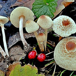 Lepiota cristata (Bolton) P. Kumm. (VELENOSO) Foto Emilio Pini