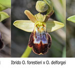 Ophrys forestieri x Ophrys delforgei