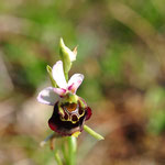 Ophrys bourdon