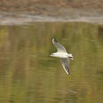 Mouette rieuse en vol