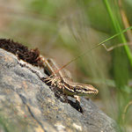 Lézard des murailles