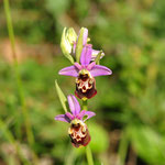 Ophrys bourdon