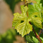 Feuille de vigne