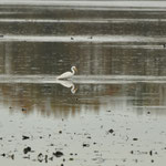 Aigrette se penchant sur l'eau