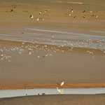 Volée d'oiseaux sur le lac du Der