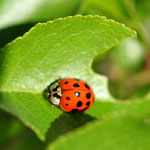 Coccinelle