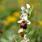 Ophrys bourdon