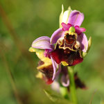 Ophrys bourdon