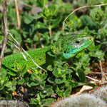 Lézard vert