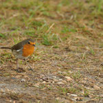 Rouge-gorge fier d'avoir trouvé un ver de terre