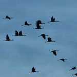 Dès l'aube, les grues partent chercher leur pitance.