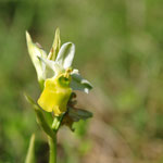 Ophrys bourdon apochrome