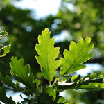 Feuilles de chêne