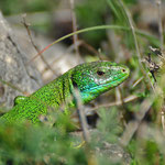 Lézard vert