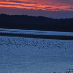 Les oiseaux s'agitent au-dessus du lac du Der;