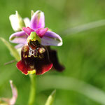 Ophrys bourdon