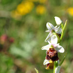 Ophrys bourdon