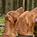 Finley und Glen