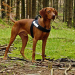 Finley