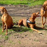 Mina,Finley und Glen
