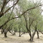Olivenhain - Marokko 2010 - Lumix FZ8