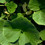 Kürbispflanze ("Butternut")
