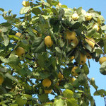 Zitronenbaum Ligurien