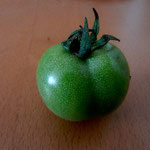 29.7.14 Das Gewitter hat eine erste Tomate abgerissen. Ist das auch "Ernte"?