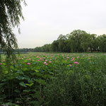 Le champ de lotus