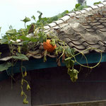 Kürbis auf dem Dach eines koreanischen Bauernhauses