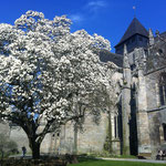 Magnolia devant l'Eglise Saint Malo - Dinan 