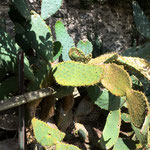 Cactus Jardin du domaine de Montmarin - Côte d'émeraude - août 2018