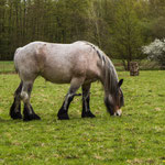 Belgisch Trekpaard