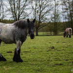 Belgisch Trekpaard