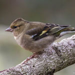 Vink (Vrouw) (Fringilla Coelebs)