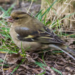 Vink (Vrouw) (Fringilla Coelebs)