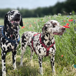 Omar Sharif vom Furlbach & Norma N`Jeane von Abasko...08.06.2025