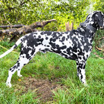 Omar Sharif vom Furlbach...22.08.2025