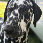 Omar Sharif vom Furlbach...22.08.2025